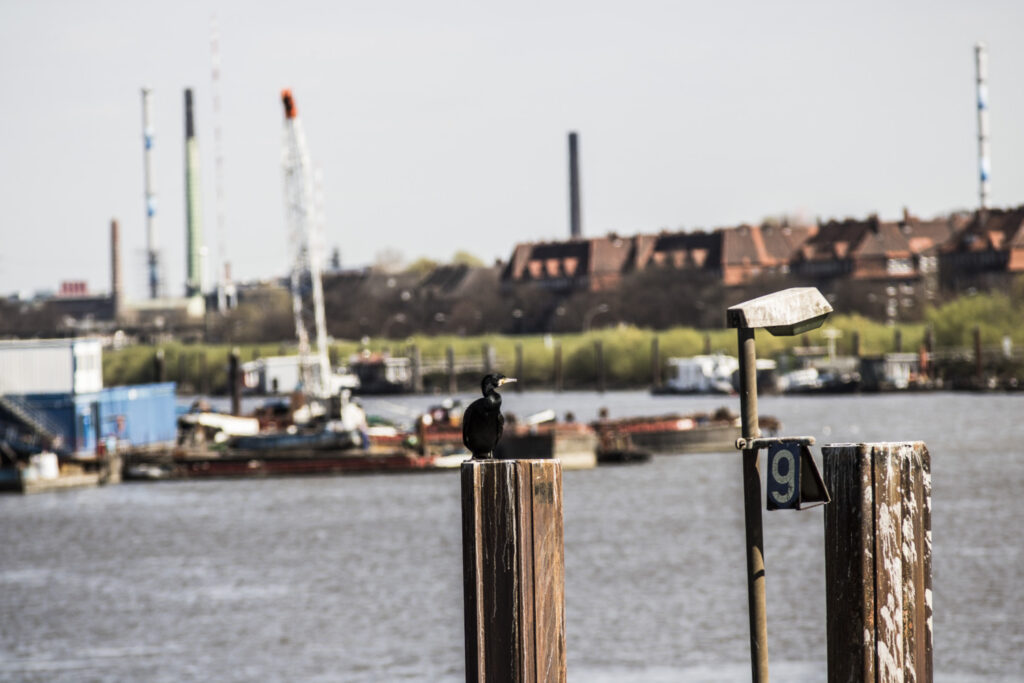 Ein Hafenbecken. Im Vordergrund sitzt eine Kormoran auf einem Pfahl. Im Hintergrund sieht man unscharf einen Deich und dahinter große, rote Backstein-Wohnblöcke sowie zwei hohe, dünne Schornsteine. Das Bild ist am Wilhelmsburger Spreehafen aufgenommen.