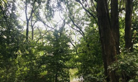 Ein Blick aus dem Wald in gleißend hellen Himmel. Sommerlicher Eindruck. Foto: Sigrun Clausen