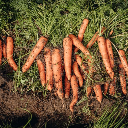 Stabile Preise, klimafreundliches Gemüse: Solawi Superschmelz informiert über neue Gemüsesaison