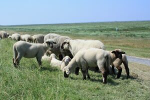 Schafe grasen auf einem Deich.