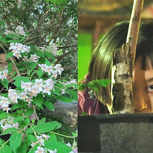 Längs geteiltes Bild, links ein blühender Baum, rechts ein Mädchen, dass hinter einem Ast hervorlugt.
