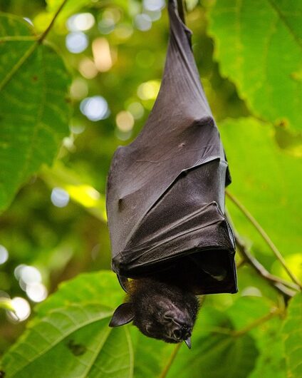 Wildes Wilhelmsburg: BAT NIGHT