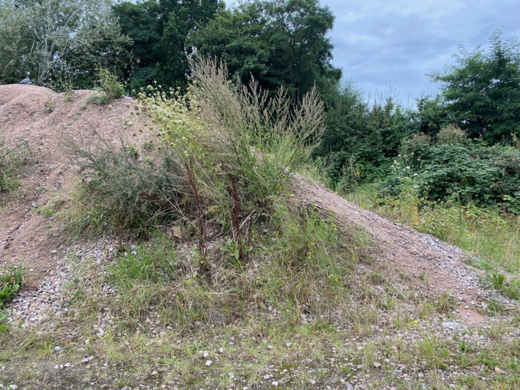 Zwei Drittel ist ein Schuttberg mit Wildkräutern. Dahinter dichtes grünes Gehölz.