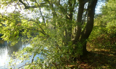 Ein von der Sonne beschienener Baum neigt sich über einen Kanal.