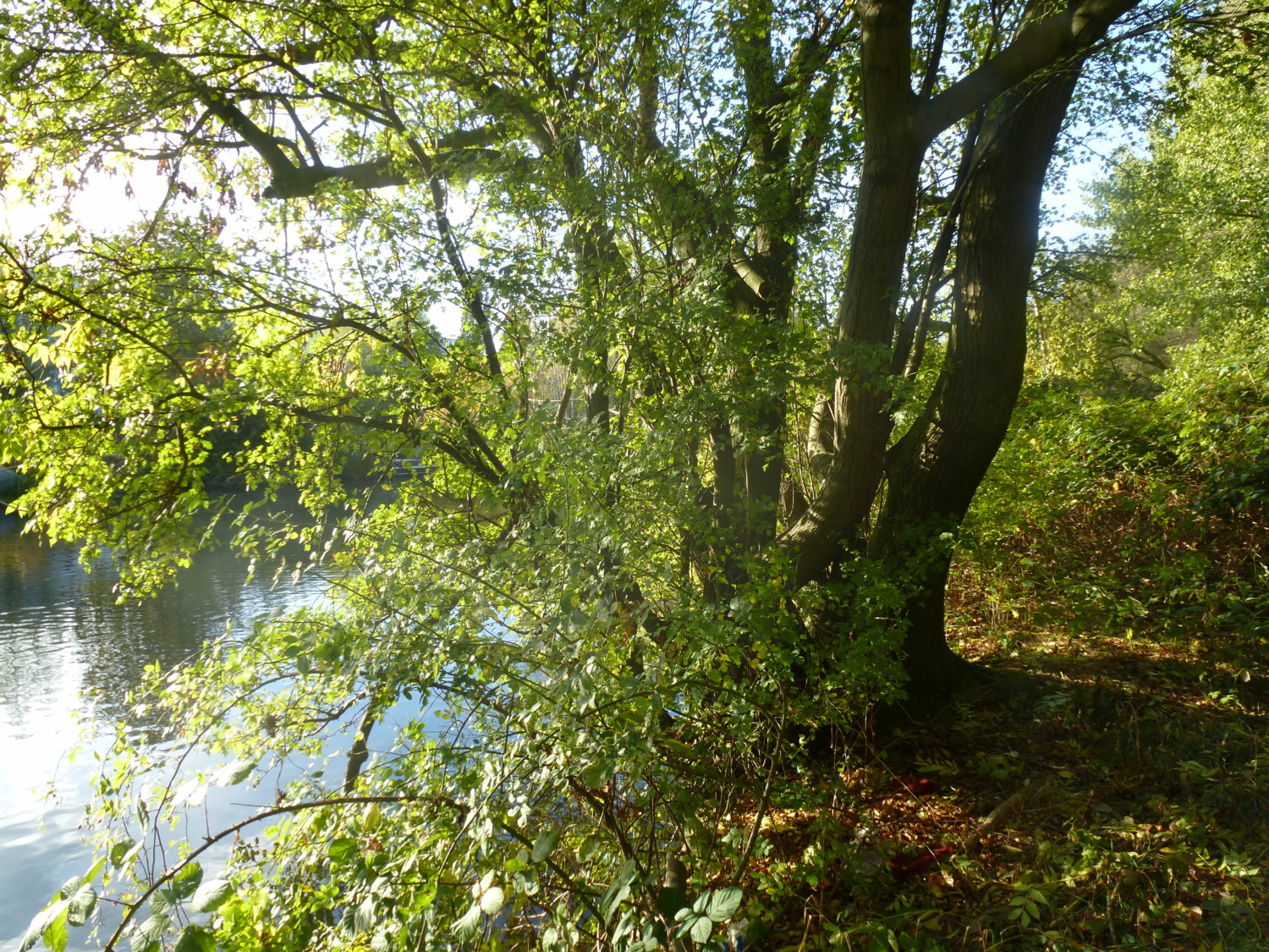 Soli-KüFA für den Wilden Wald (WiWa)