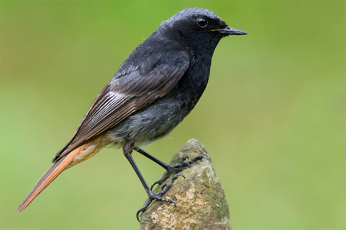 Der Hausrotschwanz ist der Vogel des Jahres 2025