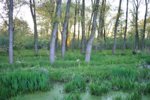 Eine grüne Sumpflandschaft mit Birken.