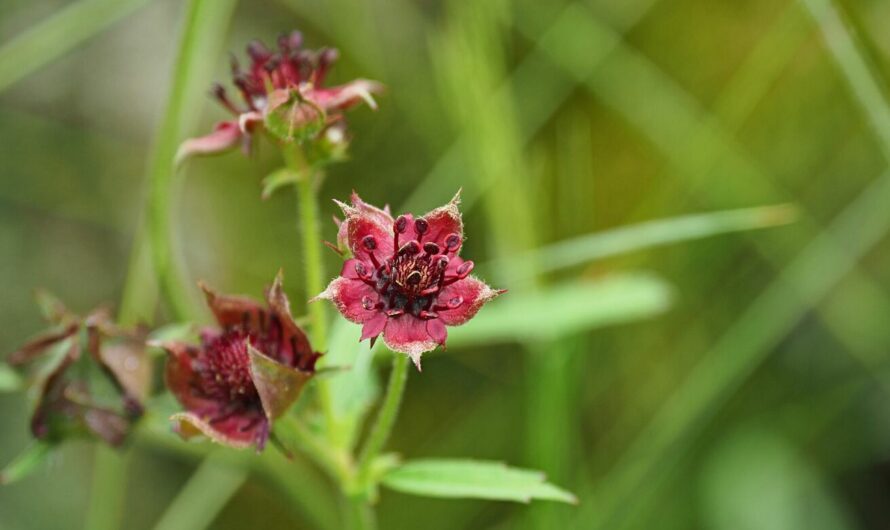 Die Blume des Jahres 2025 ist das Sumpf-Blutauge