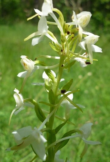 Neue Blumen für Lokis Garten: Engagierte pflanzen mit der Loki Schmidt Stiftung bedrohte Wildstauden