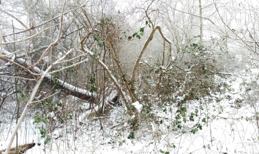 Winterpilze im Wilden Wald (WiWa)