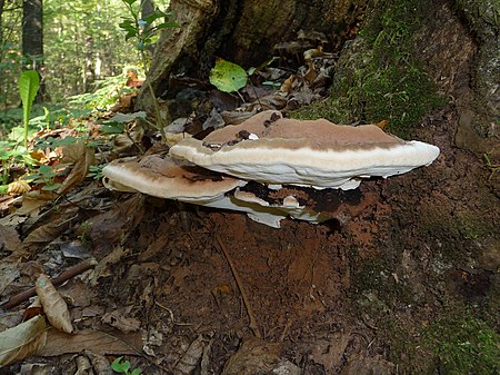 Neues Forschungsprojekt zu tragfähigen Baustoffen aus Pilzen in den Zinnwerken gestartet