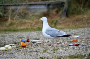 Eine Möwe auf Schotter, auf dem Müll liegt. Im Hinergrund Wiese.