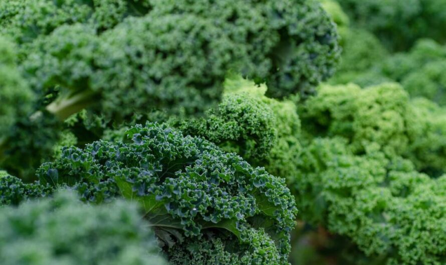 Gemeinsames Grün-Kohl Kochen