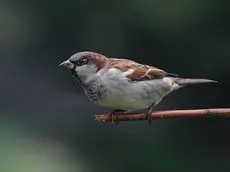 Ein Haussperling sitzt auf einem kleinen Holzstab.