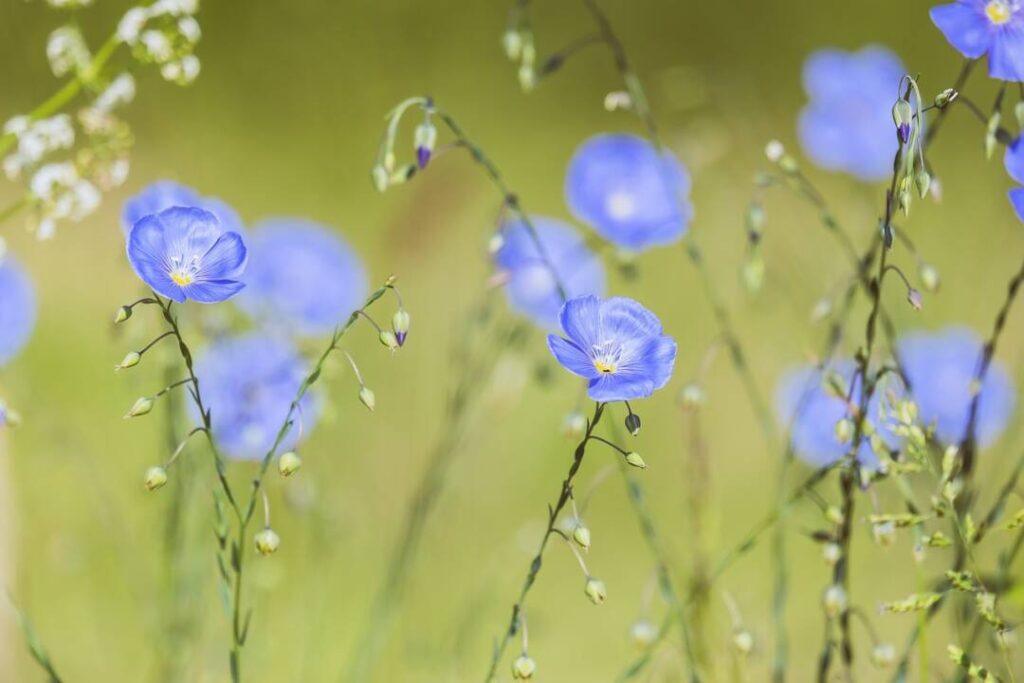 Blaue Blüten an Rispen vor einem gelblichen Hintergrund.