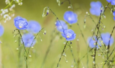 Blaue Blüten an Rispen vor gelblichem Hintergrund.