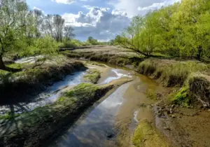 Wasser schlängelt sich durch ein Sandbett zwischen Bäumen