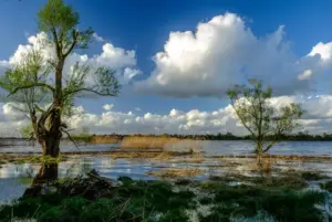 Ein überschwenntes Gebiet, aus dem Gräser und Bäume ragen, blauer Himmel mit einigen weißen Wolken