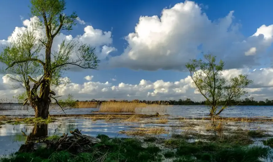 Wildes Wilhelmsburg: Forum für Visionen