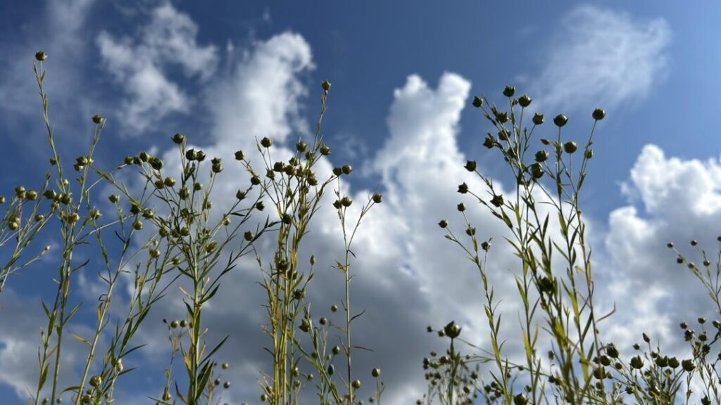 Eintereife Flachspflanzen vor blauem Himmel mit Wolken.