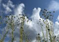 erntereife Leinpflanzen vor einem blauen Himmel mit weißen Wolken.