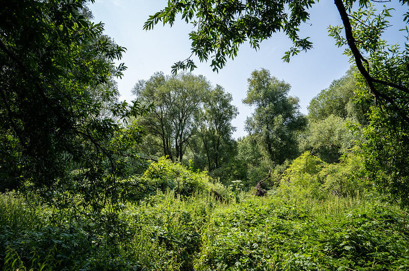 Wilder Wald: Teilrodung genehmigt – und was jetzt?