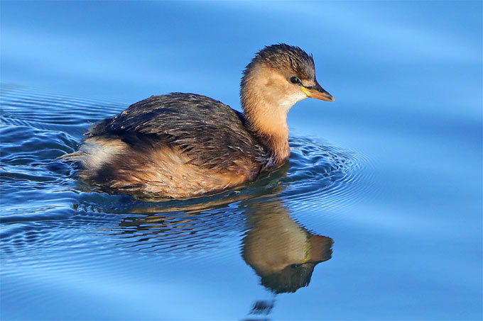 Der Zwergtaucher schwimmt in blauem Wasser.