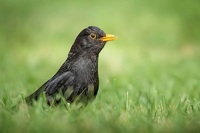 Die Amsel schaut neugierig aus einer grünen Wiese.