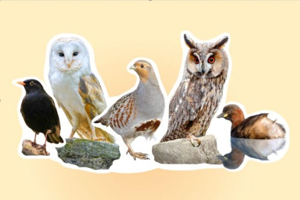 Amsel, Schleiereule, Rebhuhn, Waldohreule und Zwergtaucher sitzen in einer Reihe. Davor zwei Steine.
