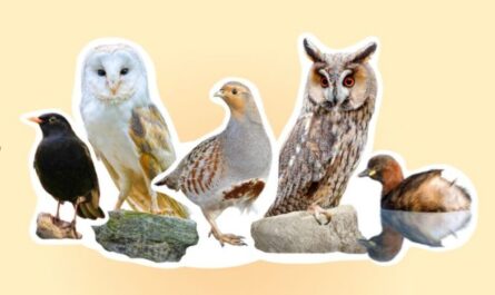 Amsel, Schleiereule, Rebhuhn, Waldohreule und Zwergtaucher sitzen in einer Reihe, davor zwei Steine.