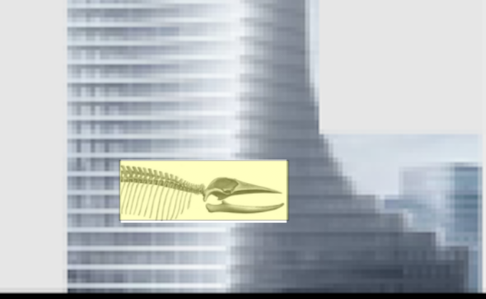 Walskelett rettet Elbtower