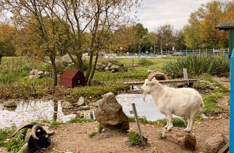 Wird es den Kinderbauernhof in Zukunft noch geben?