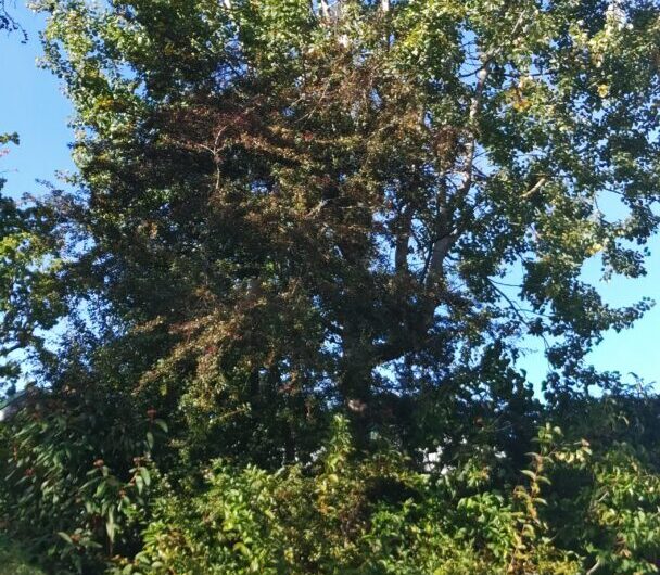 Auch in dieser Rodungssaison heißt es wieder: „Baum fällt“ – und die Temperaturen steigen