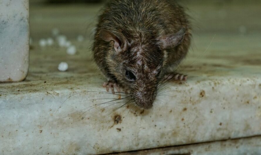 Der Mieterverein zu Hamburg lud Mieter*innen zu einer Versammlung ein