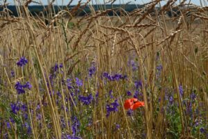 Ein Acker mit Getreide, in dem in der unteren Hälfte die blauen Blüten des Feldrittersporns zu sehen sind. Eine rote Mohnblüte ist rechts unten dazwischen.