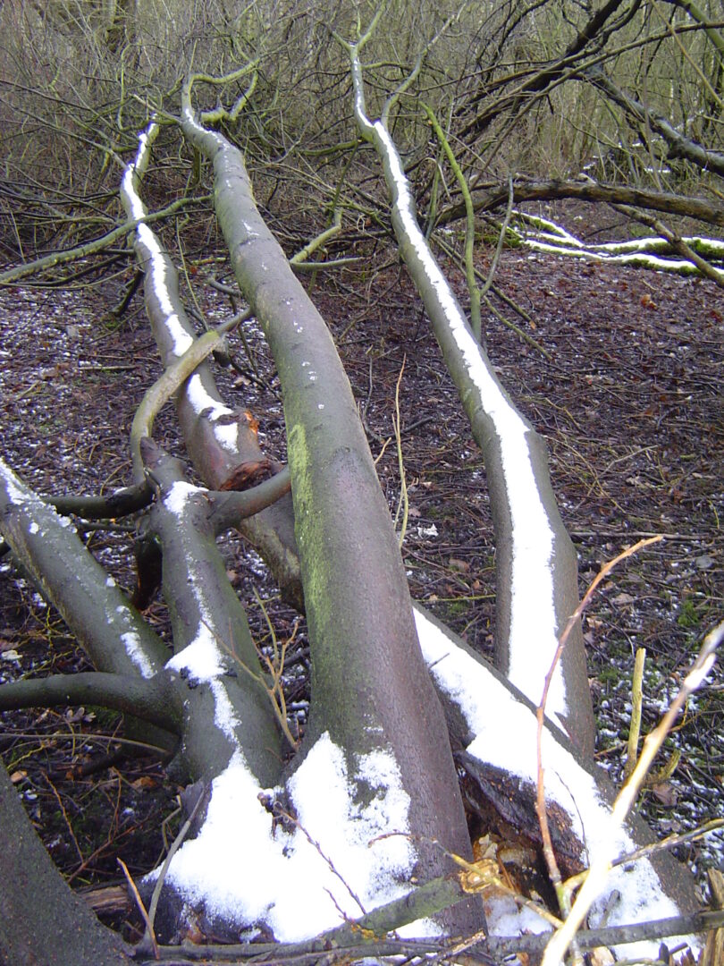 Jahresausklang im Winterwald