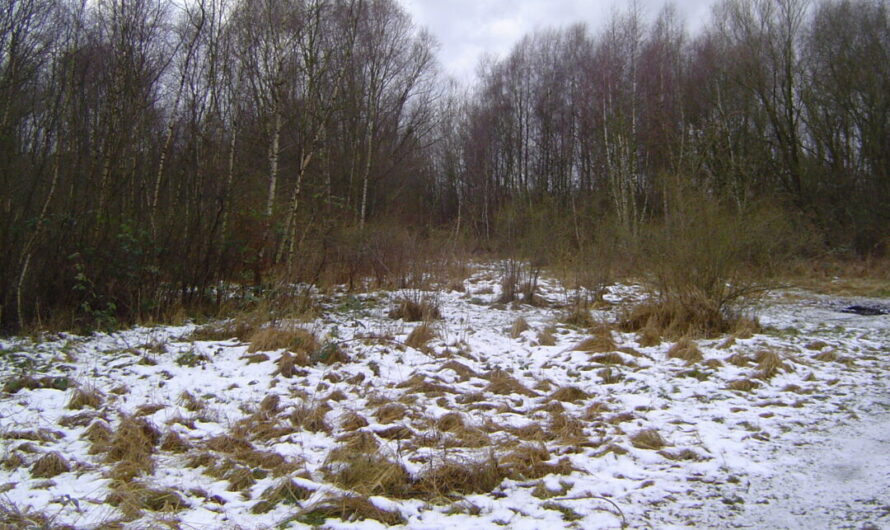 Jahresausklang im Winterwald