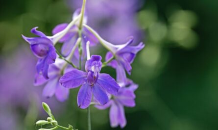 Mehrere blaue Blüten vor grünem Hintergrund.