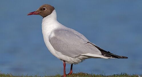 Lachmöwe vor blauem Hintergrund