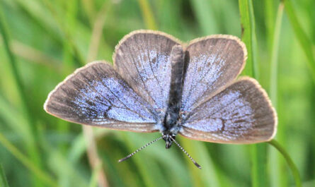 Hellblauer Schmetterling auf grünem Hintergrund.