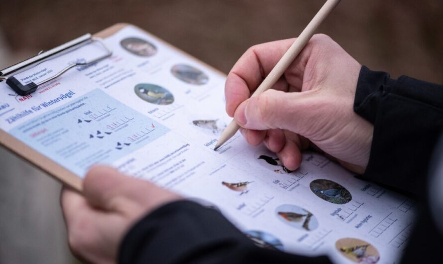 Vögel zählen Anfang Januar