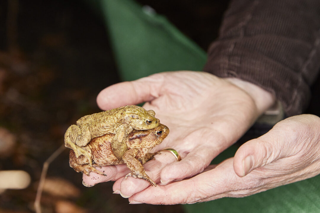 Krötenrettung in Wilhelmsburg: Wir bauen den Amphibienzaun