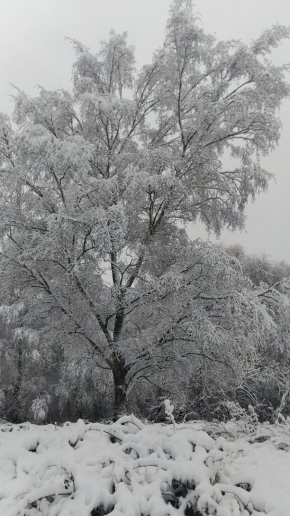 Eine hohe, schneebedeckte Birke.