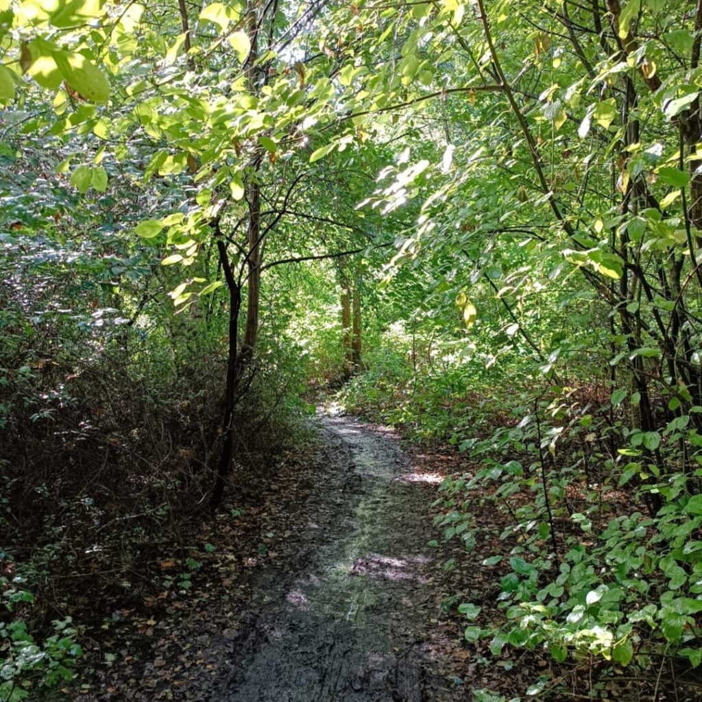 Büsche und kleinere Bäume mit einem Pfad in der unteren Mitte.