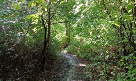 Büsche und kleinere Bäume mit einem Pfad in der unteren Mitte.