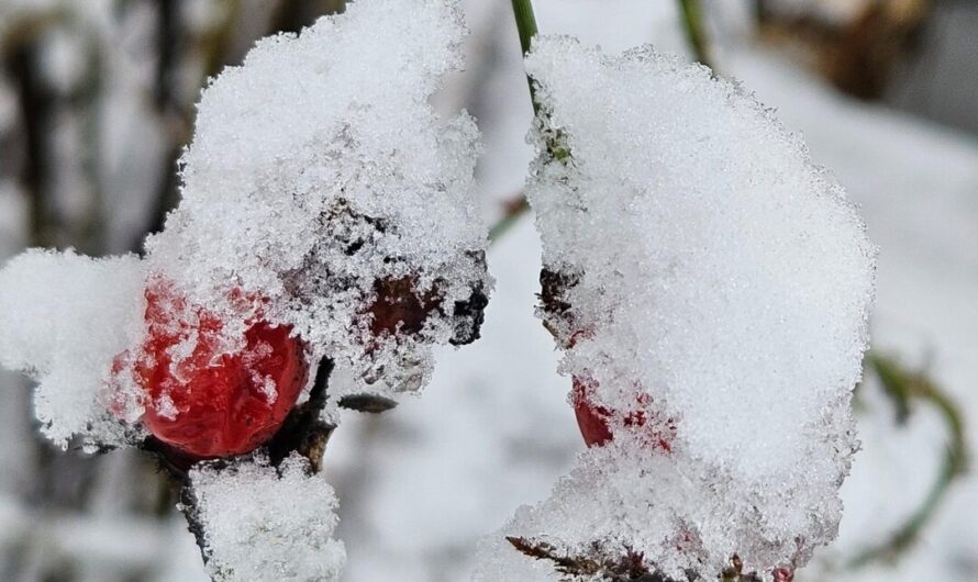 Jede Stimme zählt! Öffentliche Anhörung: Wilder Wald oder „Spreehafenviertel“?