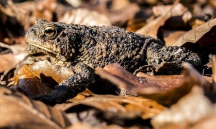 Eine Kröte in braunem Laub. Gut getarnt. Bild von Kathy Büscher auf Pixabay