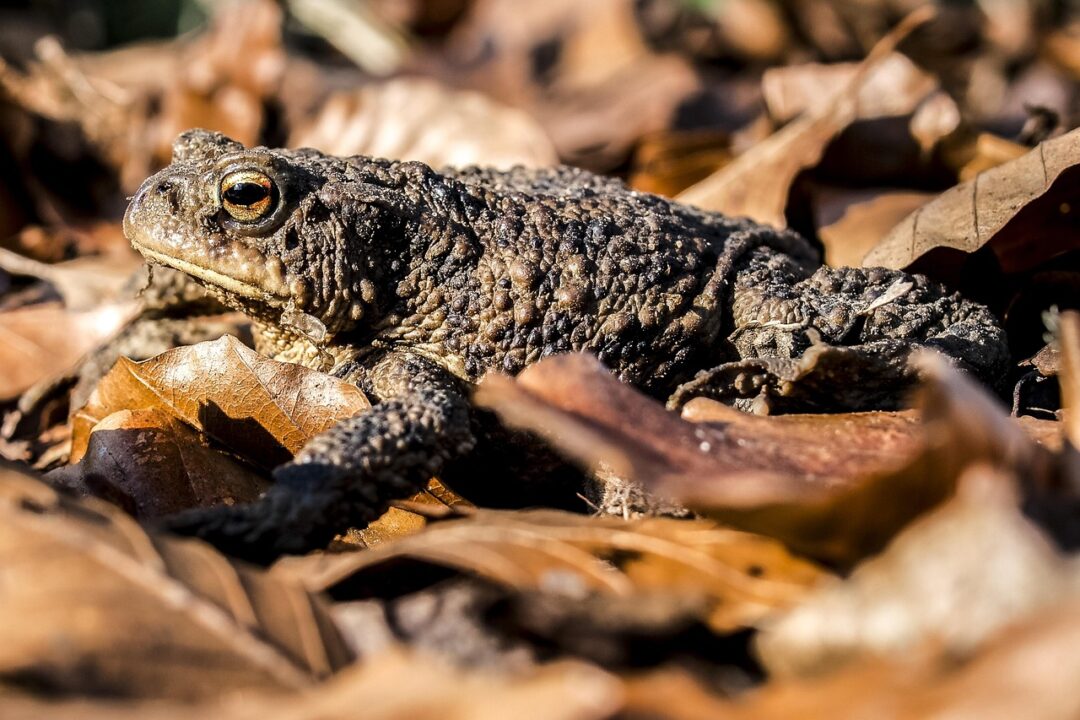 Eine Kröte in braunem Laub. Gut getarnt. Bild von Kathy Büscher auf Pixabay
