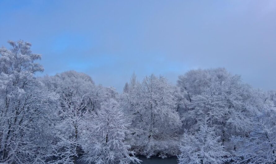 Baugenehmigung erteilt! Noch 10 Tage Rodungssaison – knapp ein Hektar Wilder Wald von der Fällung bedroht