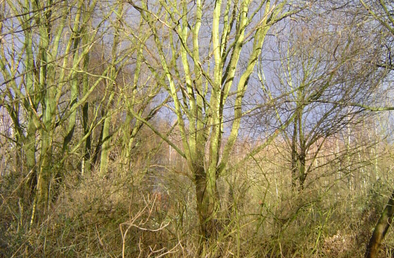 Damit der WiWa blühen kann!